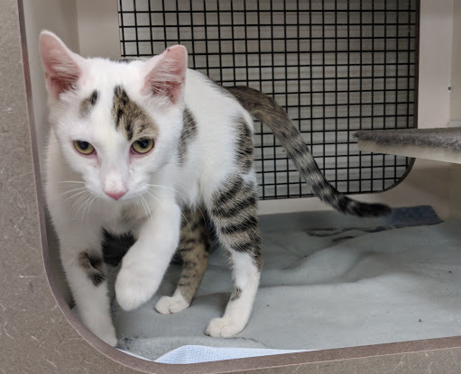 Pet Supply Store «Petco Animal Supplies», reviews and photos, 2920 Easton Ave, Bethlehem, PA 18017, USA