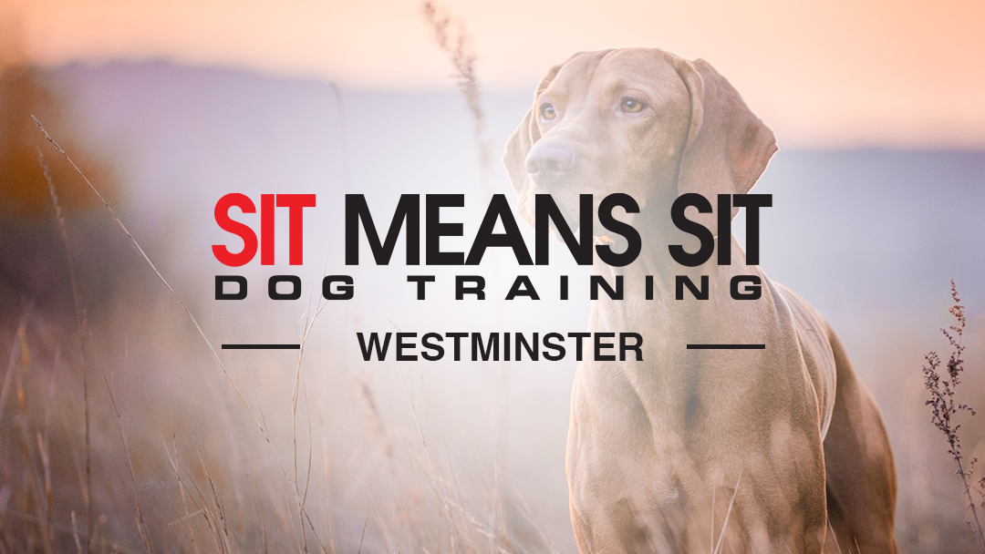 Sit Means Sit Dog Training Westminster