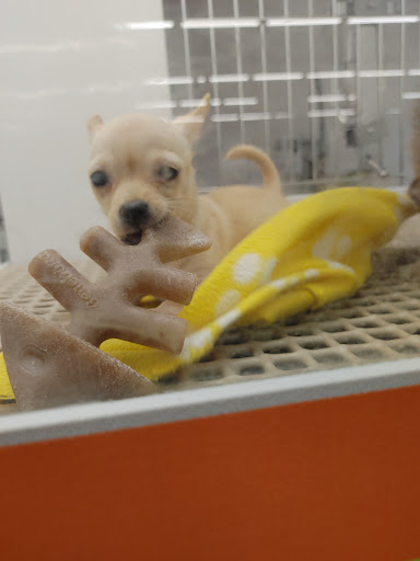 Pet Store «Petland», reviews and photos, 351 Diederich Blvd, Ashland, KY 41101, USA