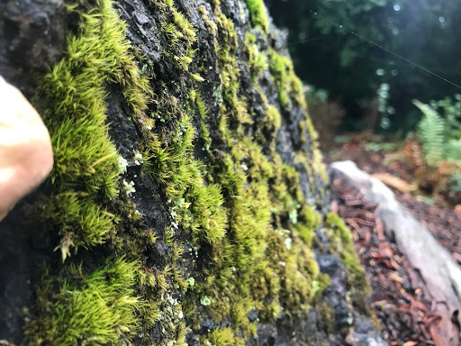 Park «Zumdieck Park», reviews and photos, 1500 108th Ave NE, Bellevue, WA 98004, USA