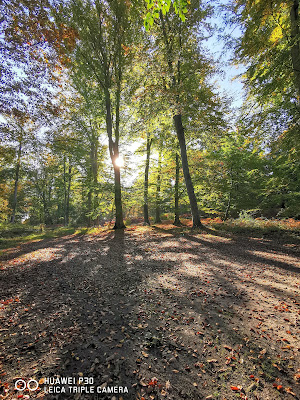 Forêt de Compiègne à Saint-Jean-aux-Bois
