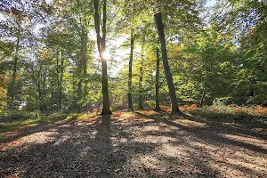 Forest of Compiègne image