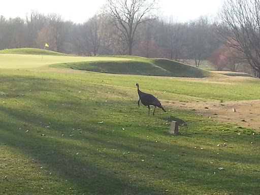 Golf Course «Spencer T Olin Golf Course», reviews and photos, 4701 College Ave, Alton, IL 62002, USA