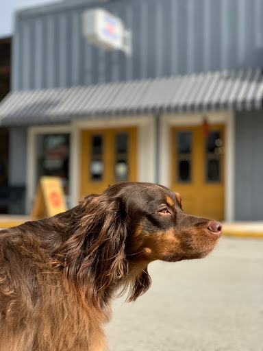 Ballad of the Bird Dog