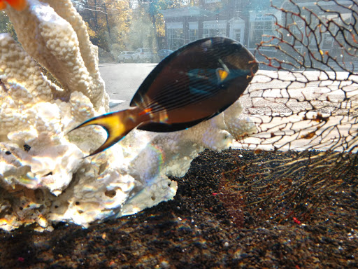 Tropical Fish Store «House of Fins», reviews and photos, 99 Bruce Park Ave, Greenwich, CT 06830, USA
