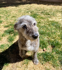 Valley's dog boarding - Photo 3 - Car repair in Reseda, CA, Simi Valley