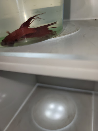 Pet Supply Store «PetSmart», reviews and photos, 288 12th Ave, Hanford, CA 93230, USA