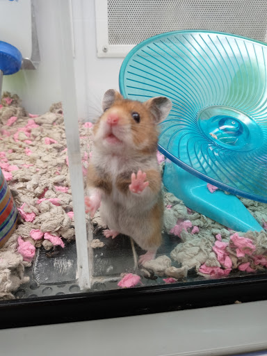 Pet Supply Store «Petco Animal Supplies», reviews and photos, 27111 167th Pl SE #113, Covington, WA 98042, USA