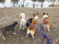 Fit Dog Theory - Photo 4 - Car repair in , Concord