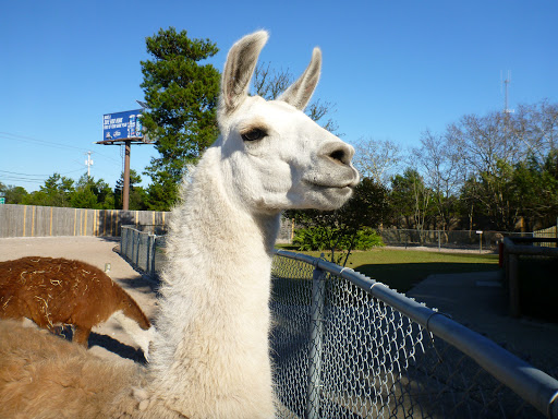 Zoo «Gulf Breeze Zoo», reviews and photos, 5701 Gulf Breeze Pkwy, Gulf Breeze, FL 32563, USA