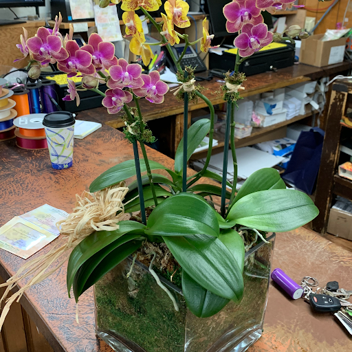 Florist «Artistic Manner Flower Shop & Greenhouse», reviews and photos, 211 Wolfs Ln, Pelham, NY 10803, USA