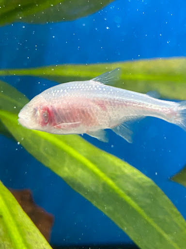 Pet Store «Zimmers Pets», reviews and photos, 51 E Philadelphia Ave, Boyertown, PA 19512, USA