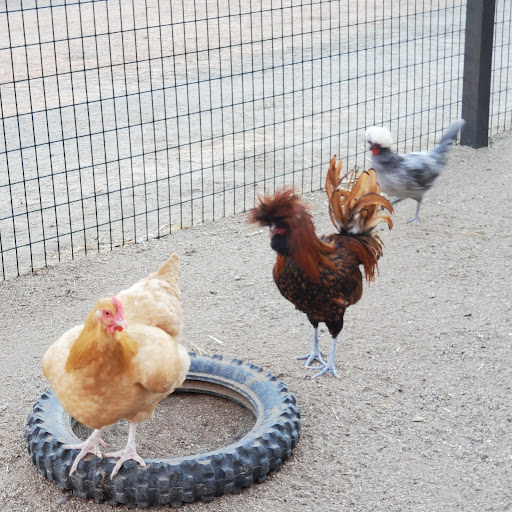 Produce Market «Underwood Family Farms», reviews and photos, 3370 Sunset Valley Rd, Moorpark, CA 93021, USA