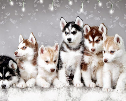 Pet Supply Store «Care-A-Lot Pet Supply Indian River», reviews and photos, 5457 Indian River Rd, Virginia Beach, VA 23464, USA