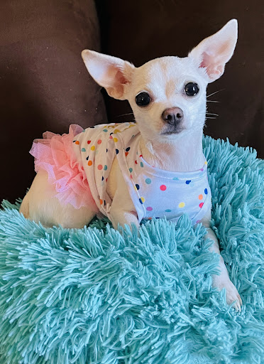 Pet Store «Village Pet Shop», reviews and photos, 701 N Black Horse Pike, Williamstown, NJ 08094, USA