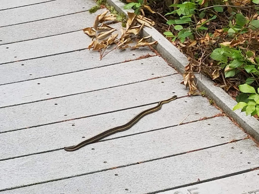 Nature Preserve «Tom S Cooperrider-Kent Bog State Nature Preserve», reviews and photos, 1028 Meloy Rd, Kent, OH 44240, USA