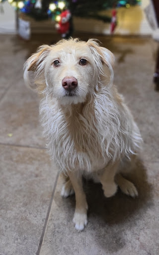 Pet Supply Store «PetSmart», reviews and photos, 4045 Dowlen Rd, Beaumont, TX 77706, USA