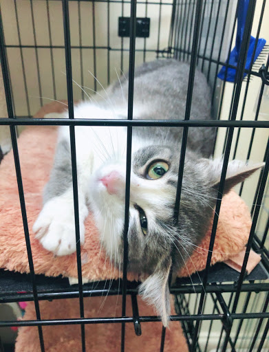 Pet Supply Store «Odyssey Pets», reviews and photos, 14999 Preston Rd #400a, Dallas, TX 75254, USA