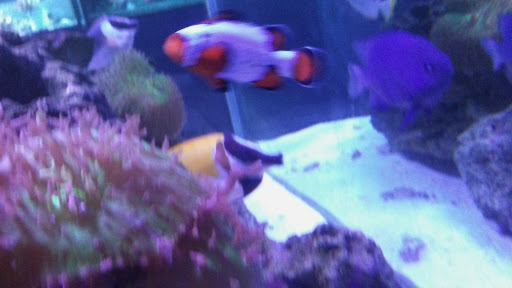 Aquarium «Fish Collection Inc», reviews and photos, 1609 NE 163rd St, North Miami Beach, FL 33162, USA