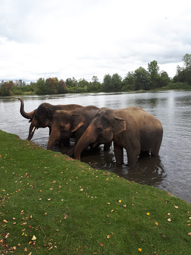 Elephant Swim