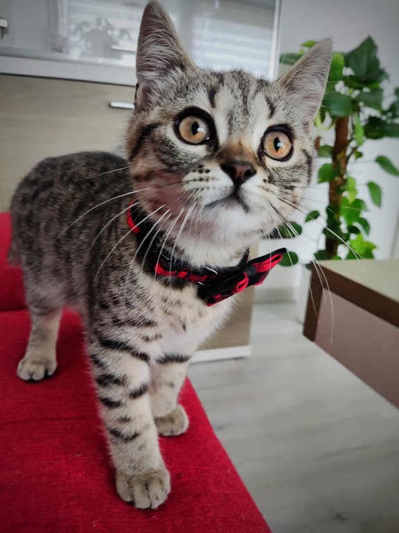 Kleintierpraxis Hemau Dr. med. vet. S. Ostermeier