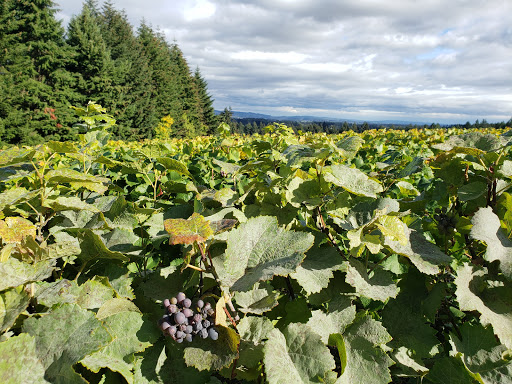 Winery «Ardiri Winery & Vineyards», reviews and photos, 35040 Southwest Unger Road, Cornelius, OR 97113, USA