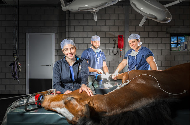 Horsepital, Equine care + Surgery - Hasselt