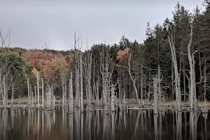 Moshannon State Forest image