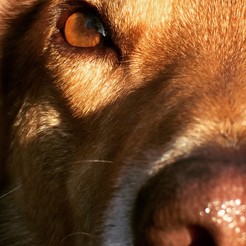 Hundeschule Martin Rütter DOGS Winterthur/Kloten - Freienbach