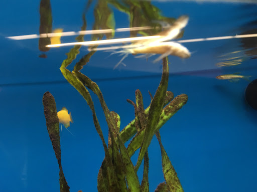 Pet Supply Store «Petco Animal Supplies», reviews and photos, 129 Mall Way, Marysville, WA 98270, USA