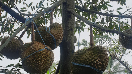 Kebun Durian Arzavina Farm