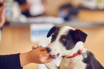 Raheny Veterinary Hospital