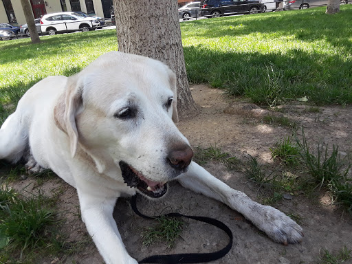 Dog Park «Church Square Park Dog Park», reviews and photos, 401-449 Willow Ave, Hoboken, NJ 07030, USA