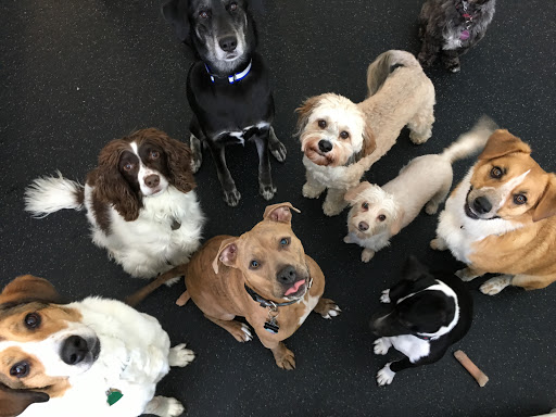 St. Paws Dog Daycare & Boarding & Grooming