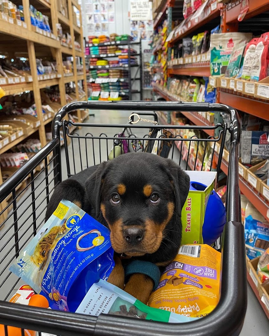 Rottweilers Puppies Home