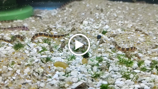 Tropical Fish Store «Aquarium Co-Op», reviews and photos, 9661 Firdale Ave, Edmonds, WA 98020, USA