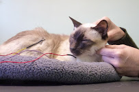 Center for Integrative Animal Medicine - Photo 5 - Car repair in Davis, CA, Vacaville