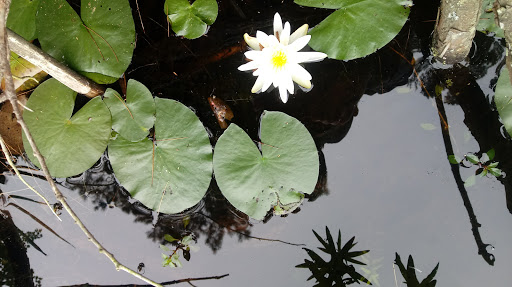 Community Center «Wason Pond Community Center, Chester NH», reviews and photos, 603 Raymond Rd, Chester, NH 03036, USA