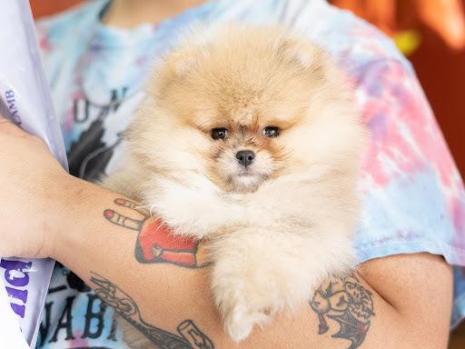 Pet Store «Petland of Plantation», reviews and photos, 801 S University Dr, Plantation, FL 33324, USA