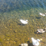 Photo n°3 de l'avis de Rosa.i fait le 01/09/2018 à 19:35 sur le  Ristorante Al Capannone Trevignano Romano à Trevignano Romano