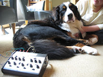 Holistic Animal Wellness - Veterinary Care - Photo 4 - Car repair in New Boston, NH, Manchester