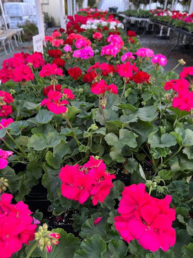 Florist «TG Designs», reviews and photos, 19231 Longmeadow Rd, Hagerstown, MD 21742, USA