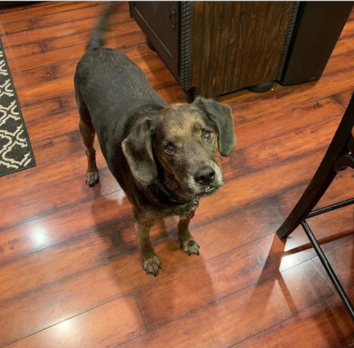 Animal Clinic of Diamond, LLC image