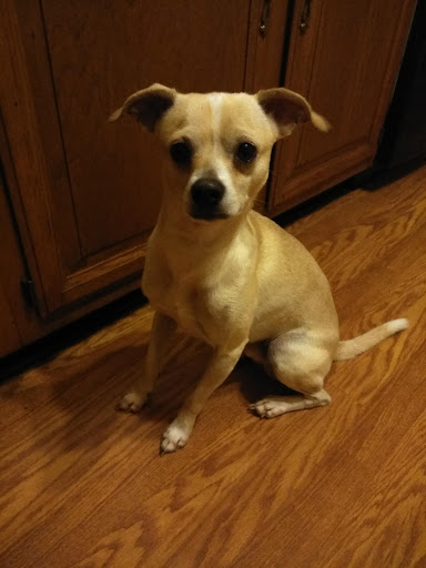 Village Vet Animal Hospital image