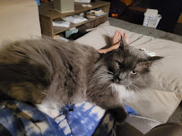 Pampered Pet Sitting of Scottsdale - Photo 6 - Car repair in Scottsdale, AZ, Phoenix