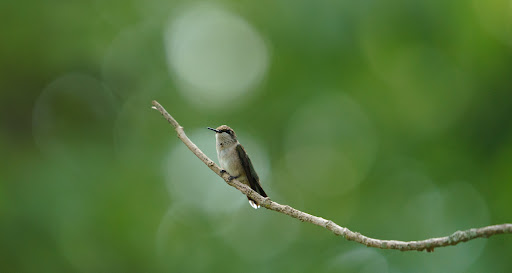 Learning Center «Sagawau Environmental Learning Center», reviews and photos, 12545 111th St, Lemont, IL 60439, USA