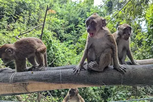 Monkey Watching Point image