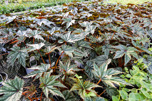 Plant Nursery «Blooming Acres», reviews and photos, 7561 State Rd, Wadsworth, OH 44281, USA