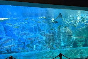 Oita Marine Palace Aquarium "Umitamago" image