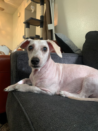 Pet Supply Store «Petco Animal Supplies», reviews and photos, 9137 Central Ave a, Montclair, CA 91763, USA